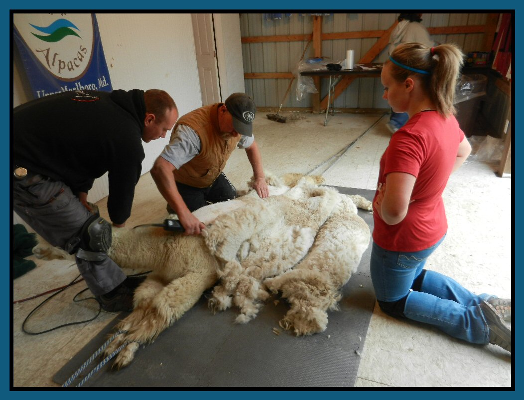 Have you ever thought of owning an alpaca farm? FreshStitches