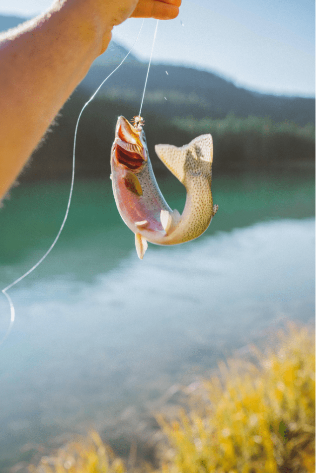 What Bait is Best For Catching Trout? Fresh water fishin