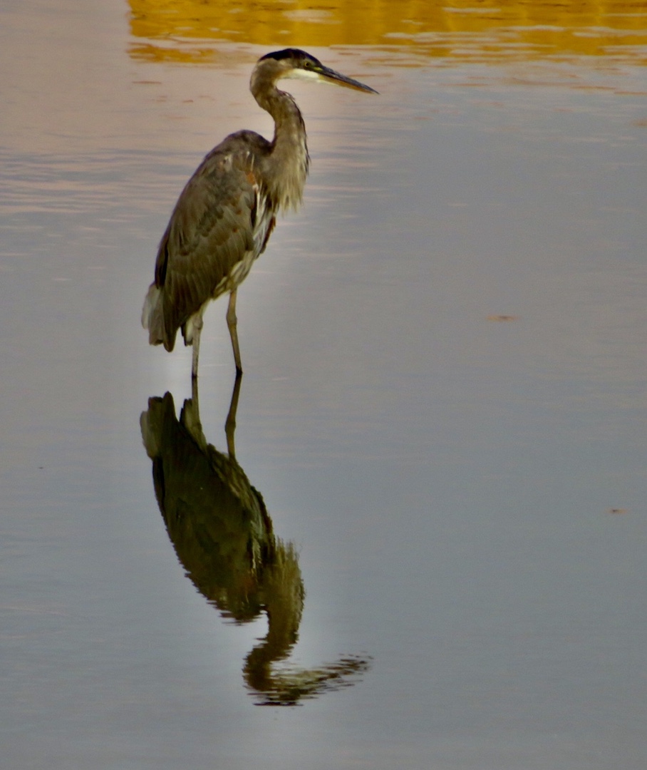 Fresno Audubon Society September 2021 Yellowbill