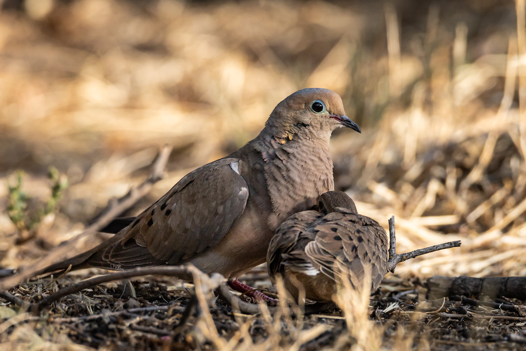 Fresno Audubon Society image0