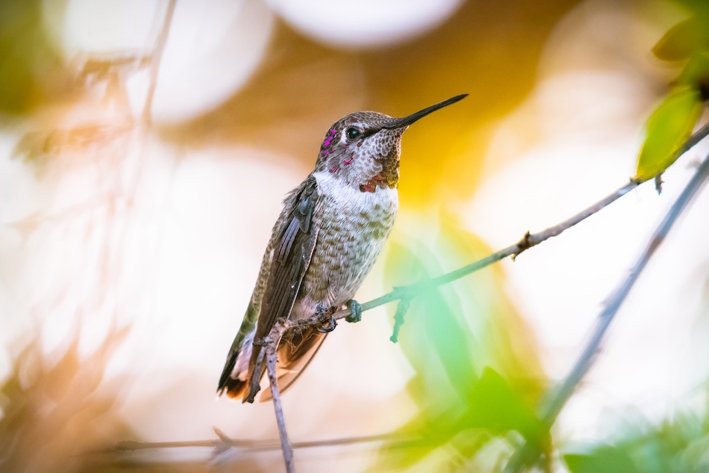 Fresno Audubon Society image2