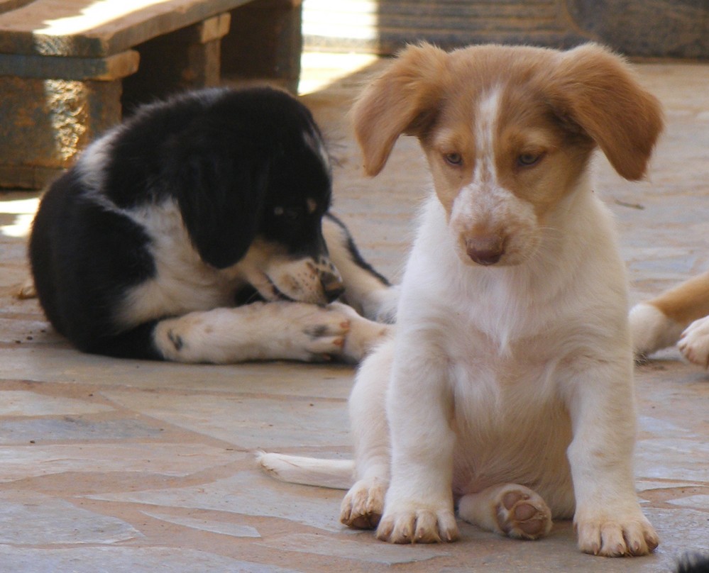Notruf Hilfe für die Hunde von Paros Freundeskreis