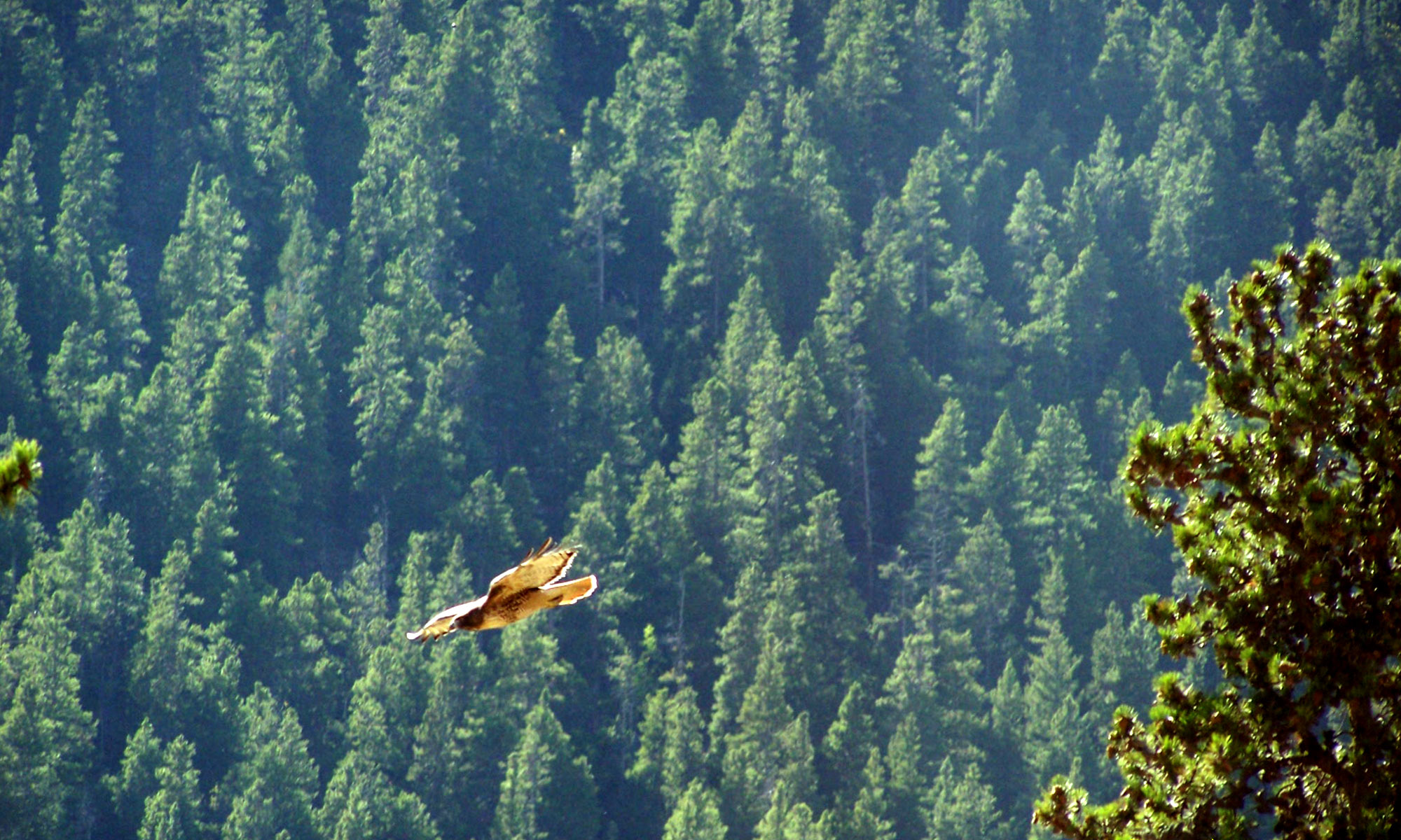 RedTailed Hawk Forest Ridge Homeowners Association
