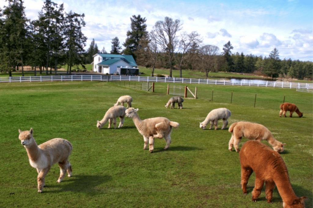 Krystal Acres Alpaca Farm Flights from Seattle to Friday Harbor San