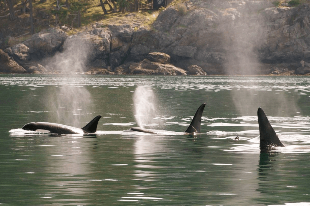 Sea Quest Expeditions Flights from Seattle to Friday Harbor San