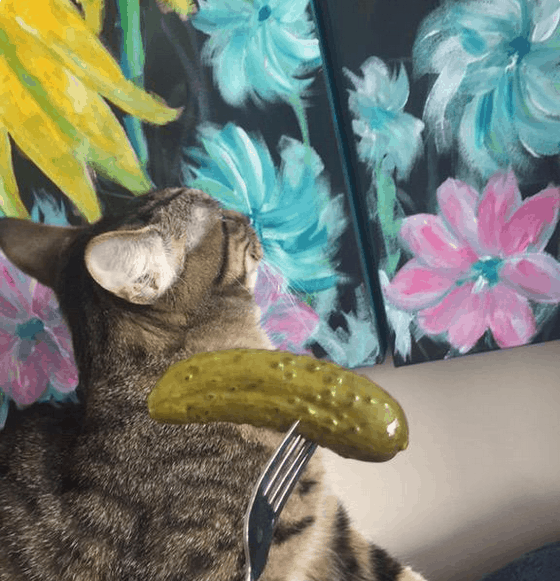 Can Cats Eat Pickles? Friendly Claws