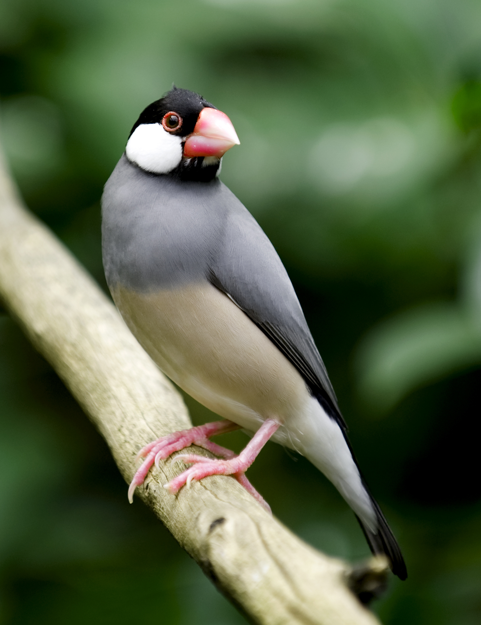 Java Finch Friendly Pets