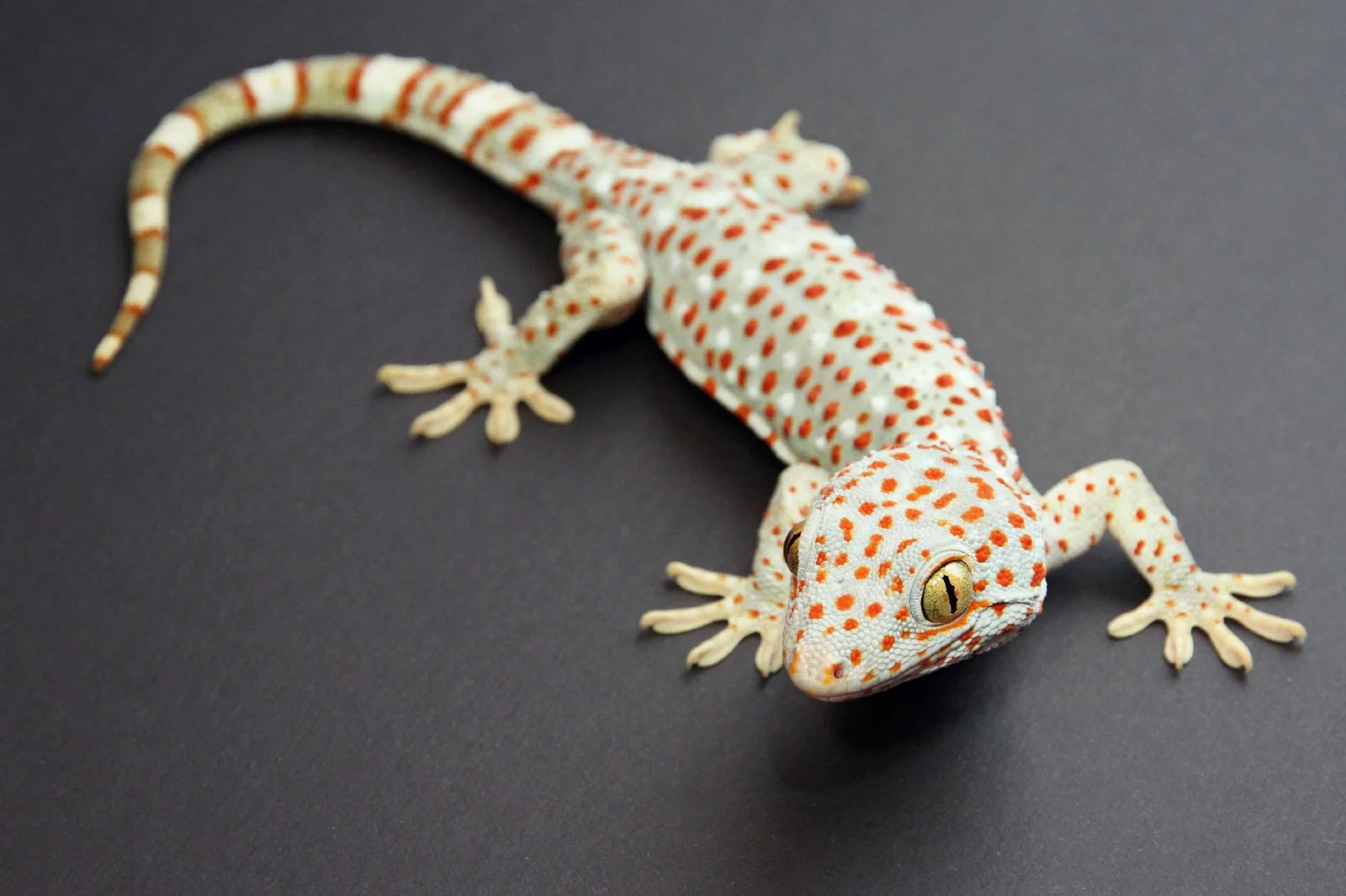 Tokay Gecko w/kit Friendly Pets