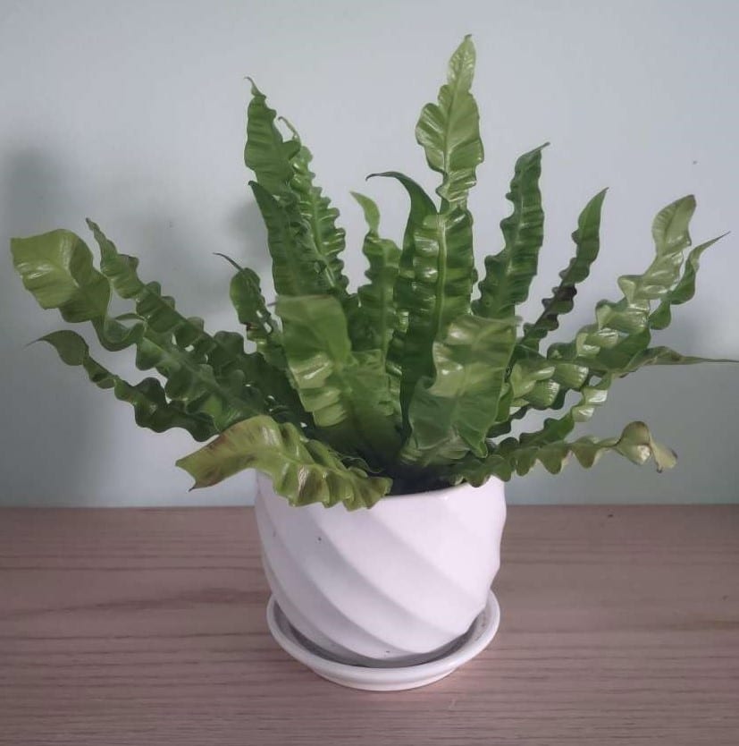 Crispy Wave Fern A Complete Care Guide