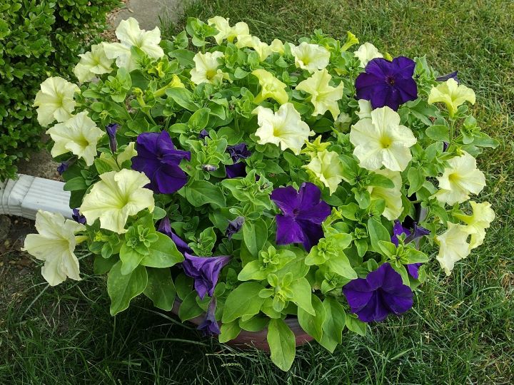 Best Flowers to Plant for Beginners Blooms for a Novice