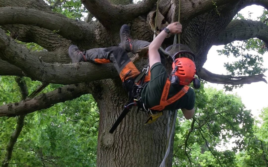 New Jersey Arborist Friendly Tree Service