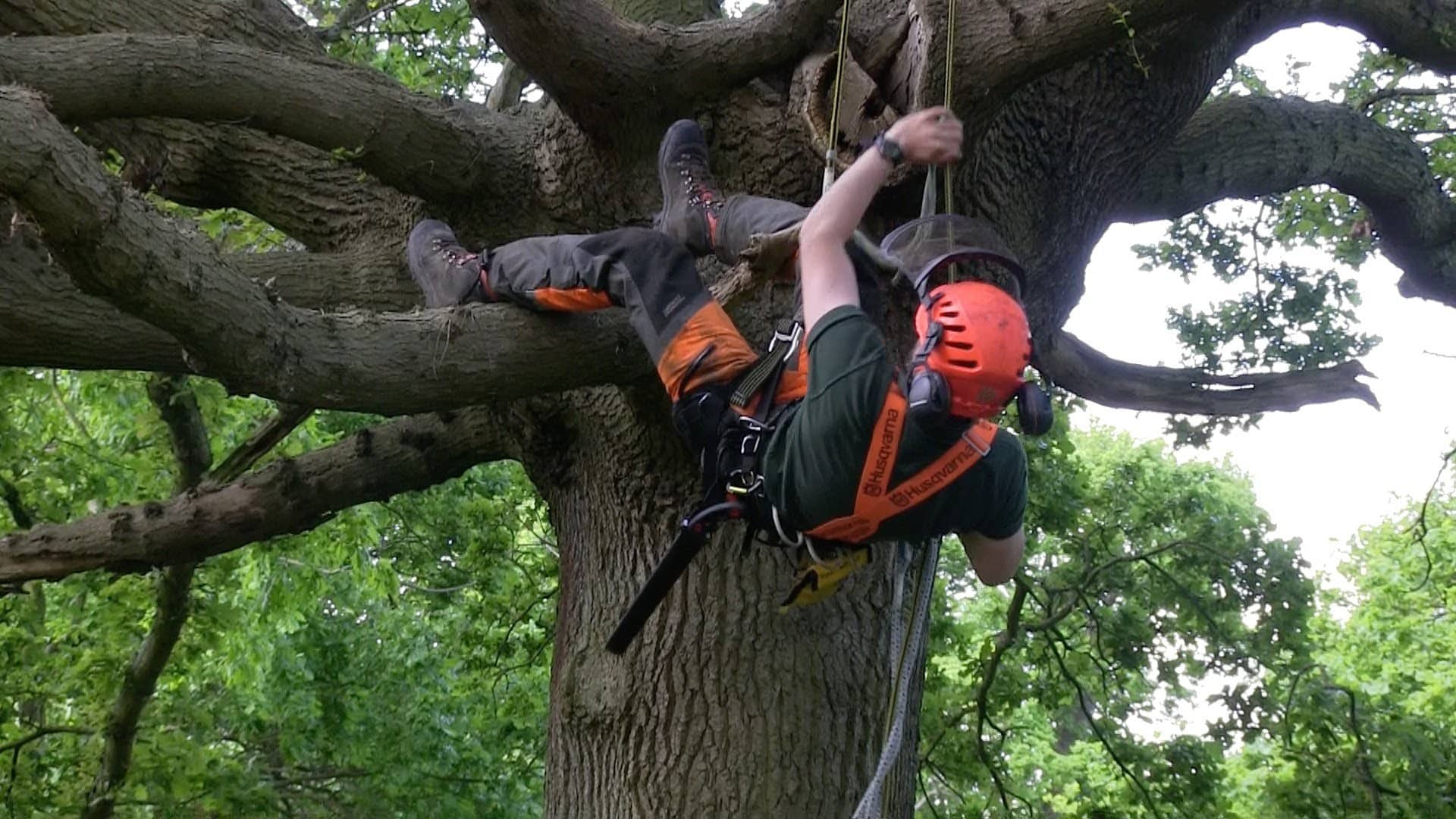 New Jersey Arborist Friendly Tree Service