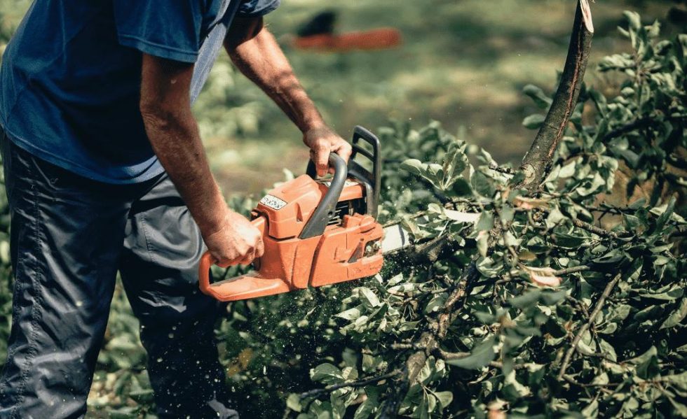 Do I Really Need to Prune My Trees? Friendly Tree Service