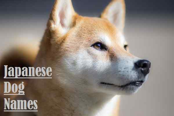 Japanese Dog Names All About Male & Girls / Female Name Ideas