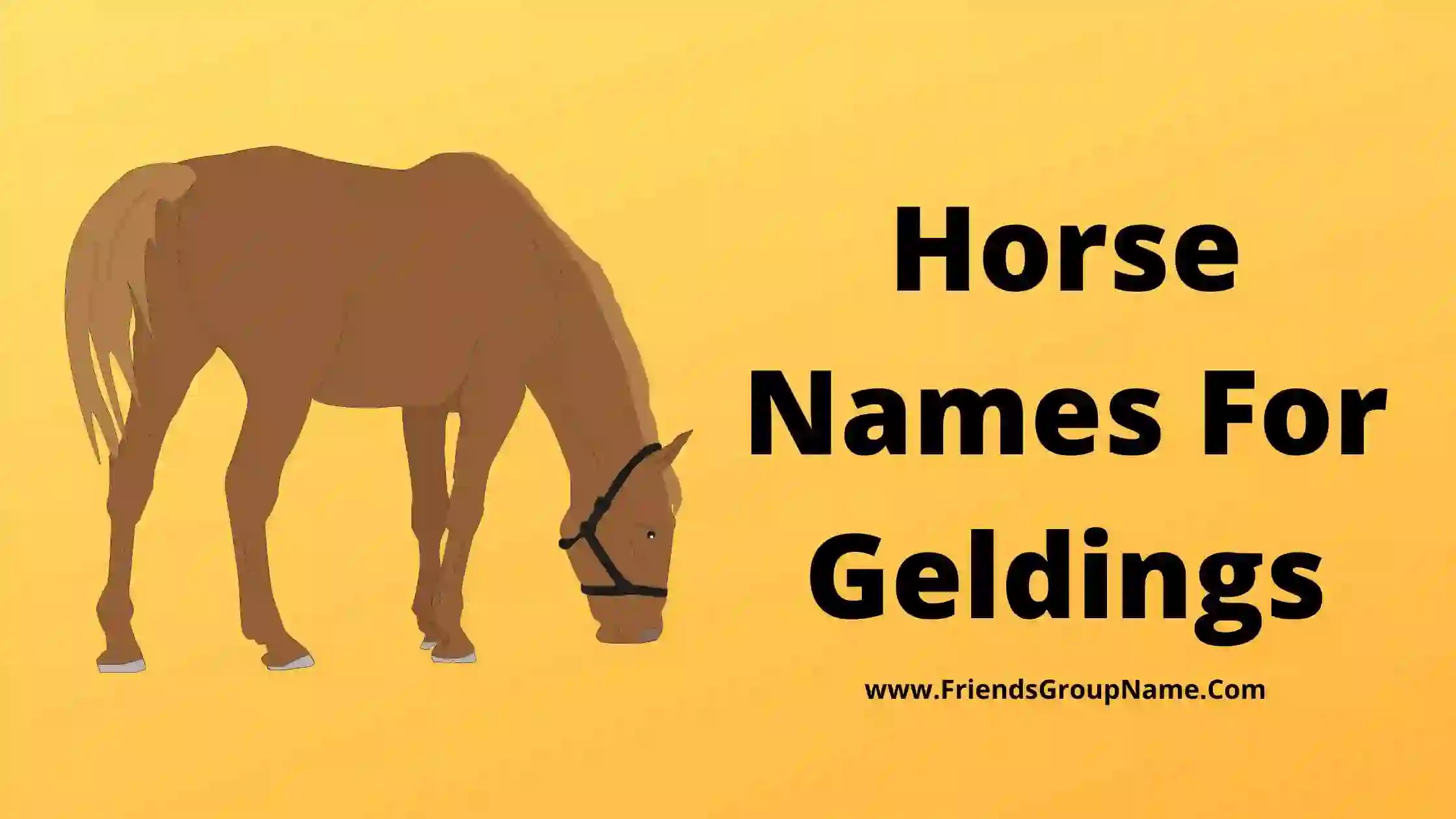 Horse Names For Geldings【2024】Best, Funny & Good Geldings Horse Names Ideas