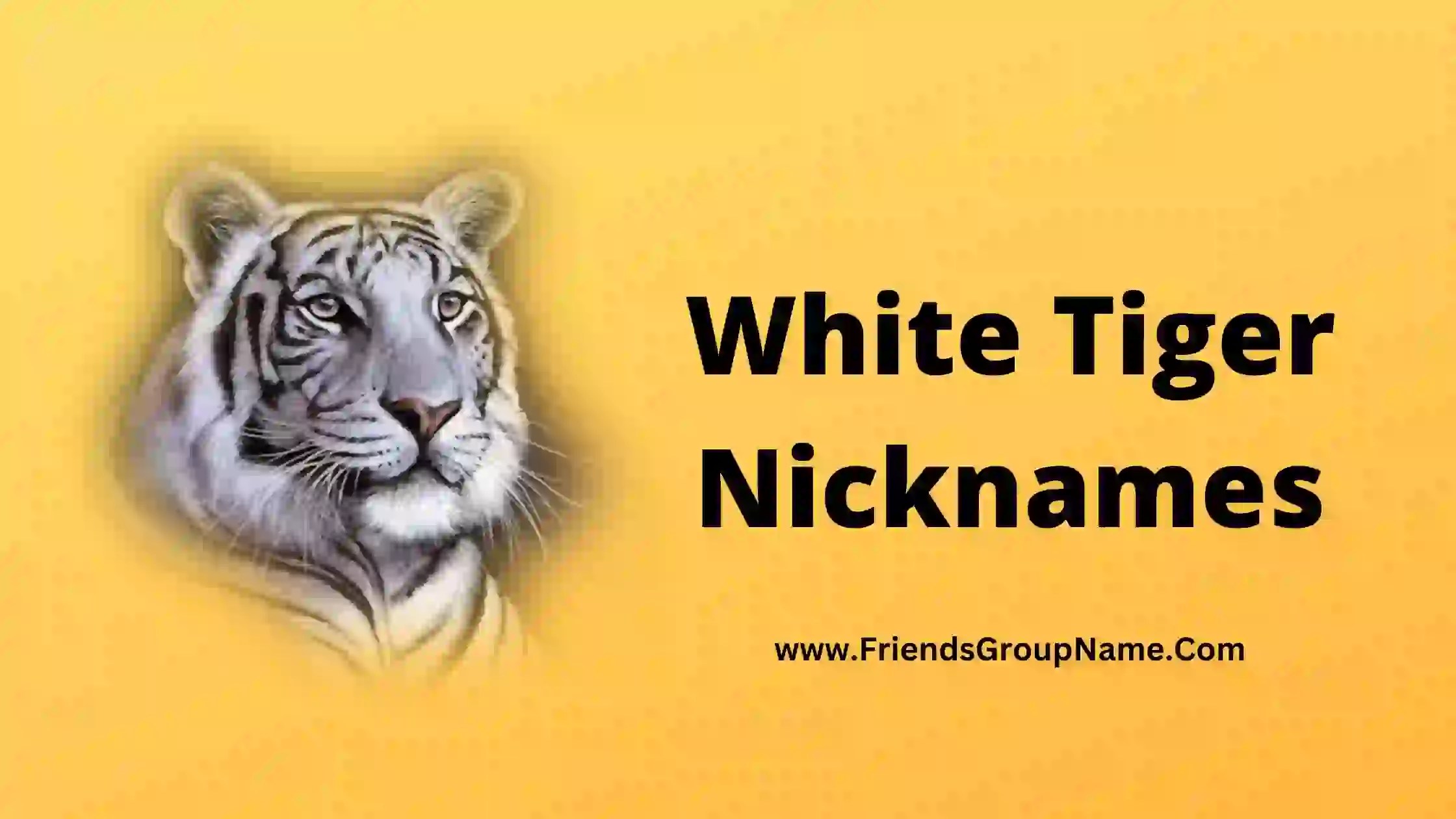 White Tiger Nicknames【2024】Best Male & Female Nicknames For White Tiger