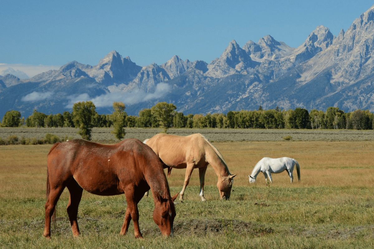 Friends of Animals BLM director ignores science, sells out native