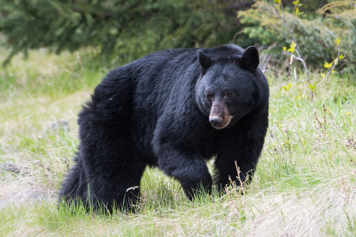 Friends of Animals New Jersey’s black bears need your help Friends