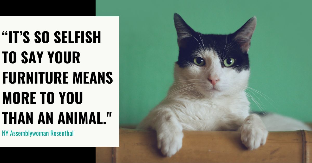 Friends of Animals The cat is out of the bag—declawing is cruel