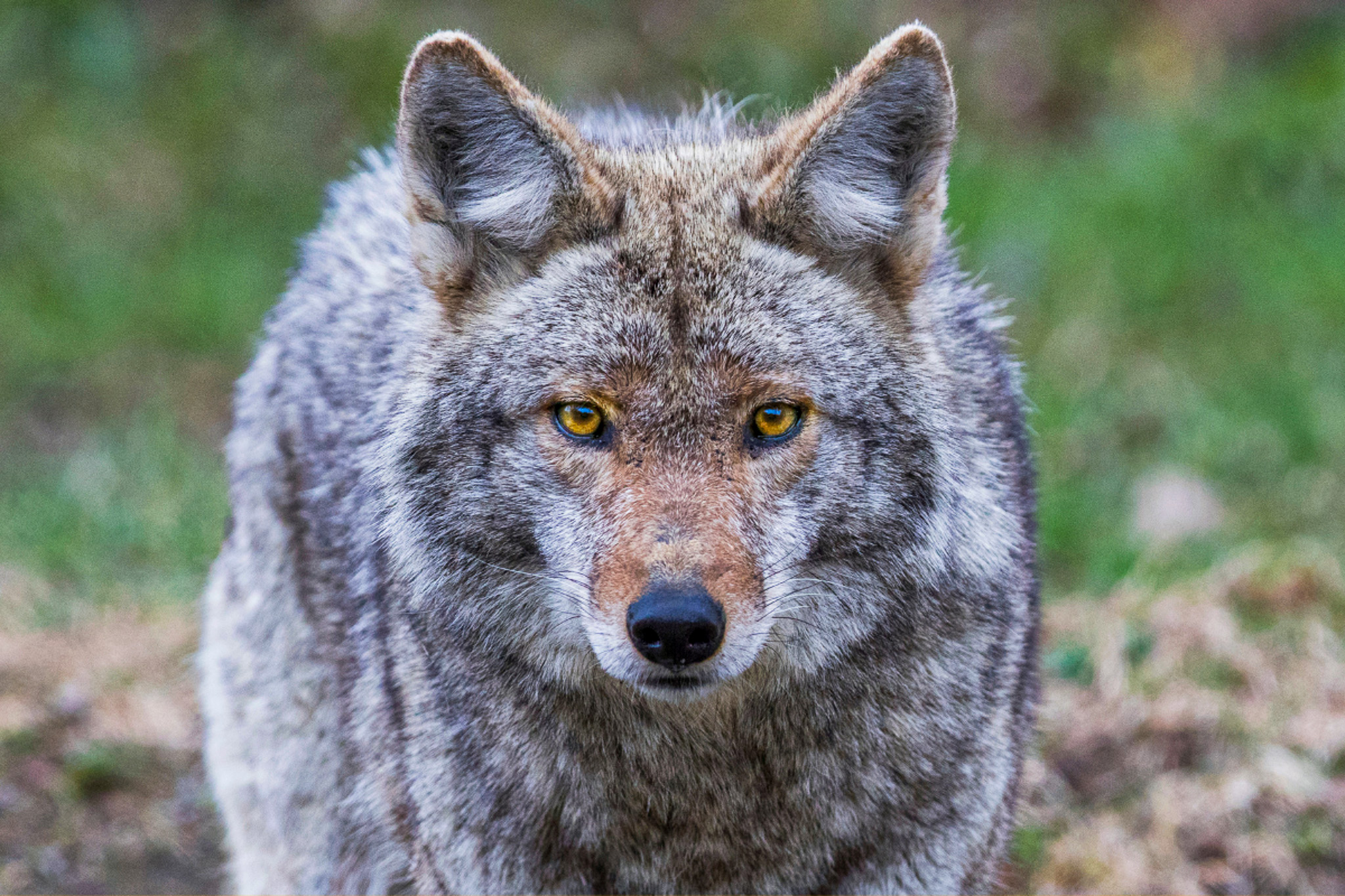 Friends of Animals Stop Wyoming’s cowardly killing of coyotes Friends of Animals