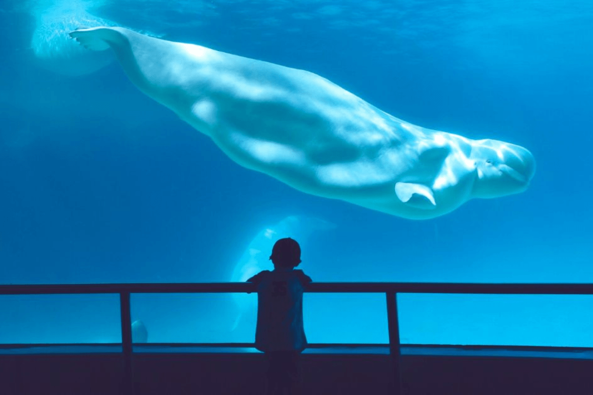 Friends of Animals FoA sues for information about beluga whale deaths