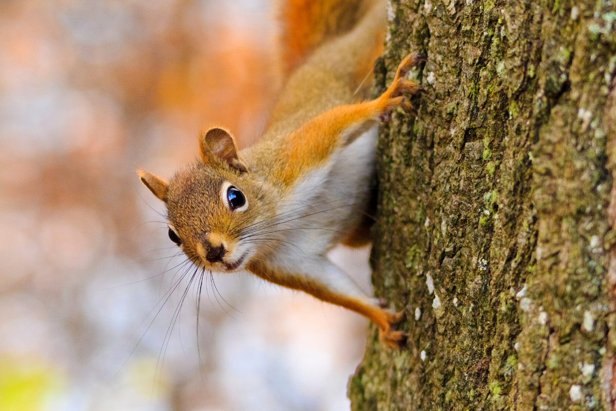 Friends of Animals Rewarding children to kill squirrels in Ohio? That