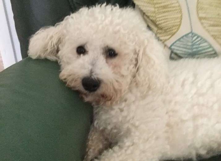 Rehomed Bobby 3 year old Bichon Frise, Staffordshire
