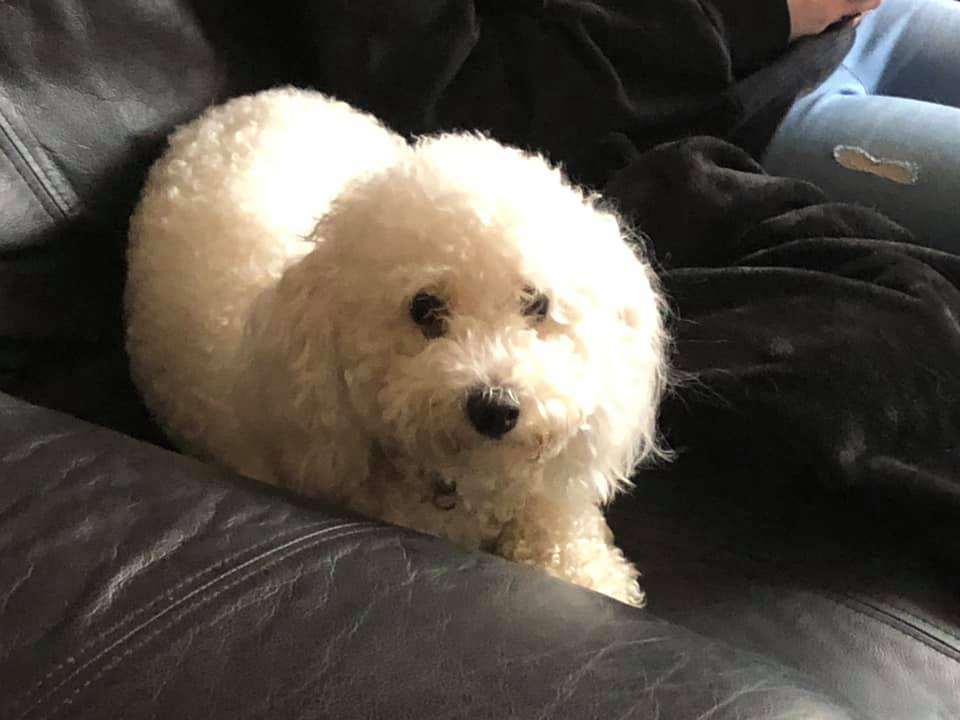 Millie 1year old Bichon Frise Friends of Animals Wales