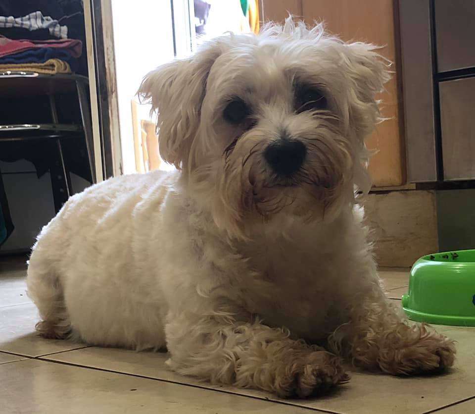 REHOMED Flo 5year old West Highland Terrier cross