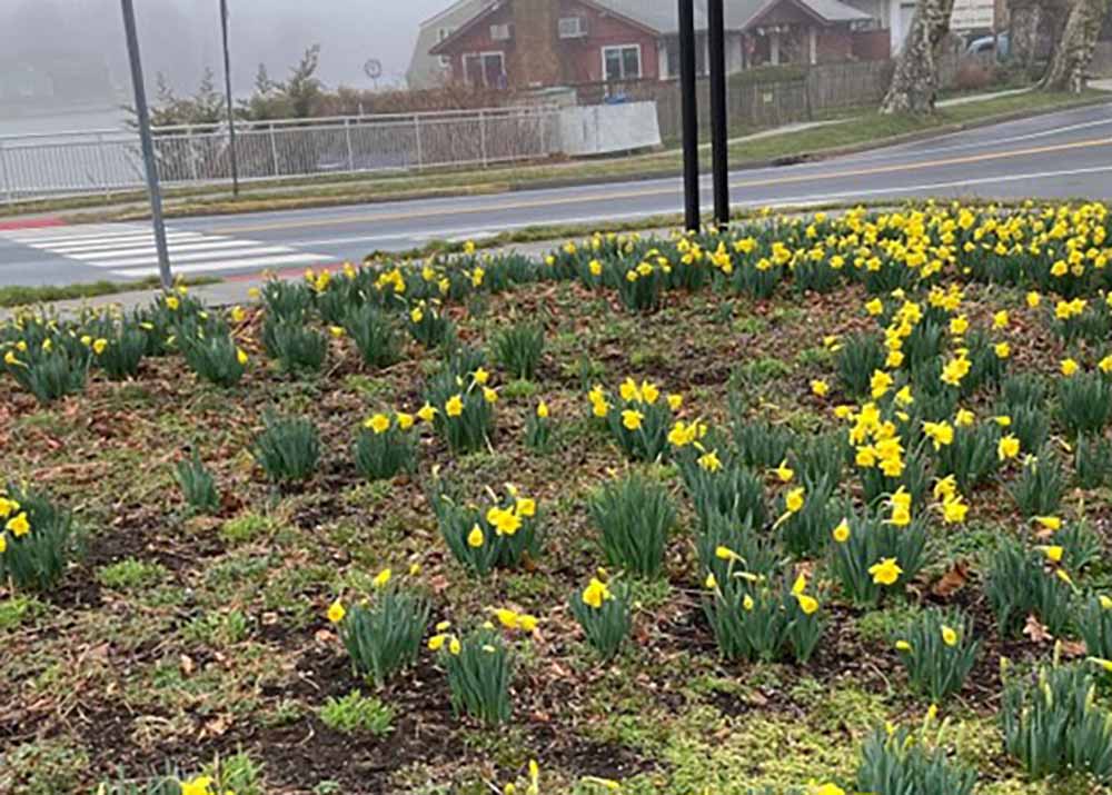 The Daffodil Garden The Friends of Asbury Park Environmental Shade