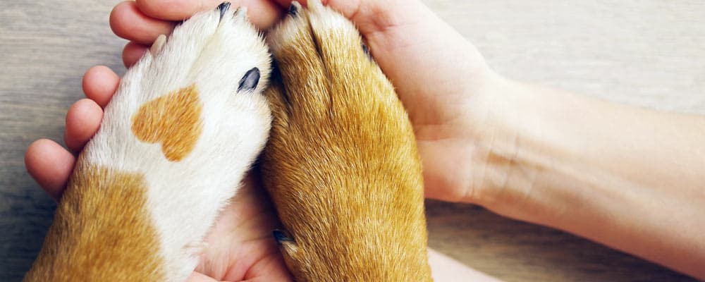Donate Friends of the Burlington County Animal Shelter