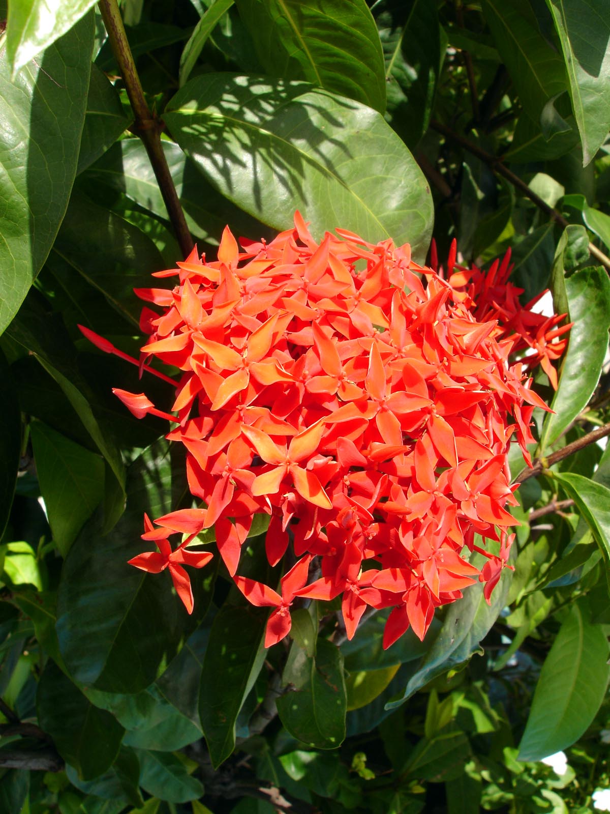 2Orange flower Friends of Chinandega