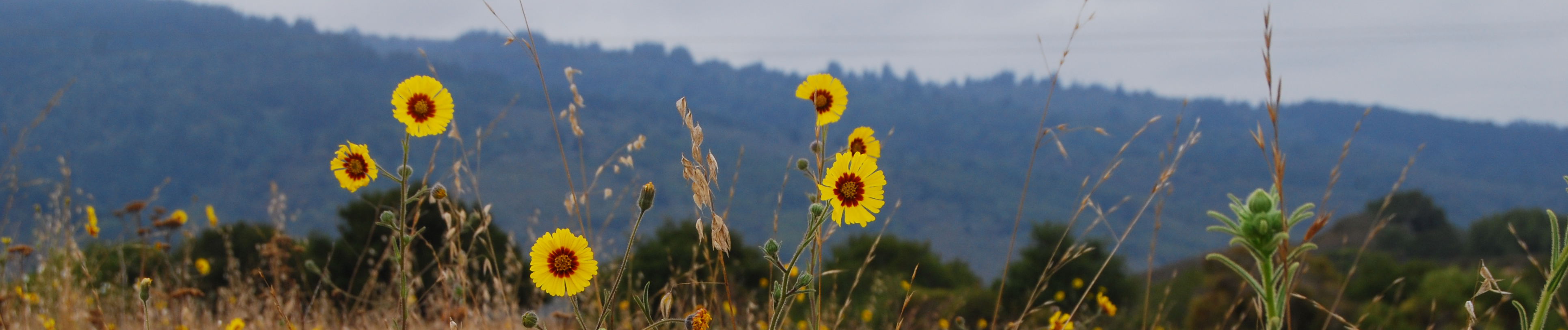 EW Edgewood Park Friends of Edgewood