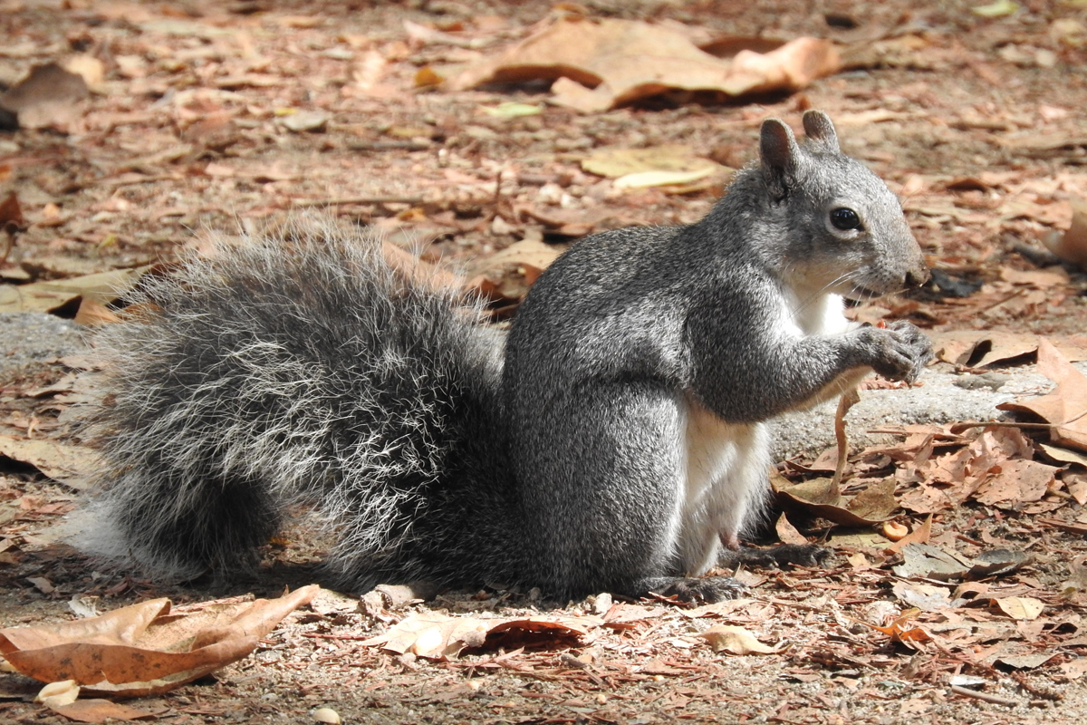 The Western Gray Squirrel Will They Survive in Griffith Park?