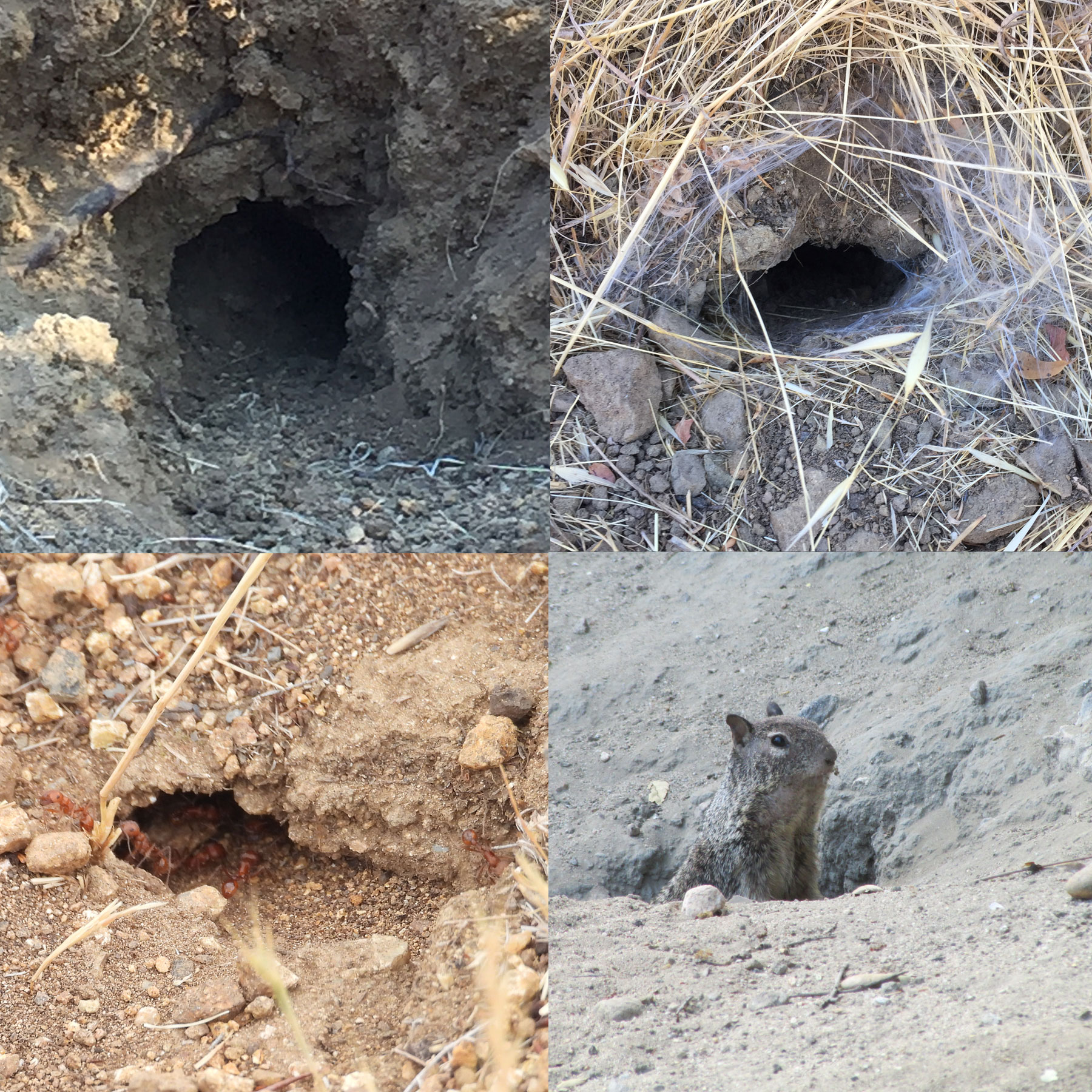 Underground Griffith Park Holes as Homes Friends of Griffith Park