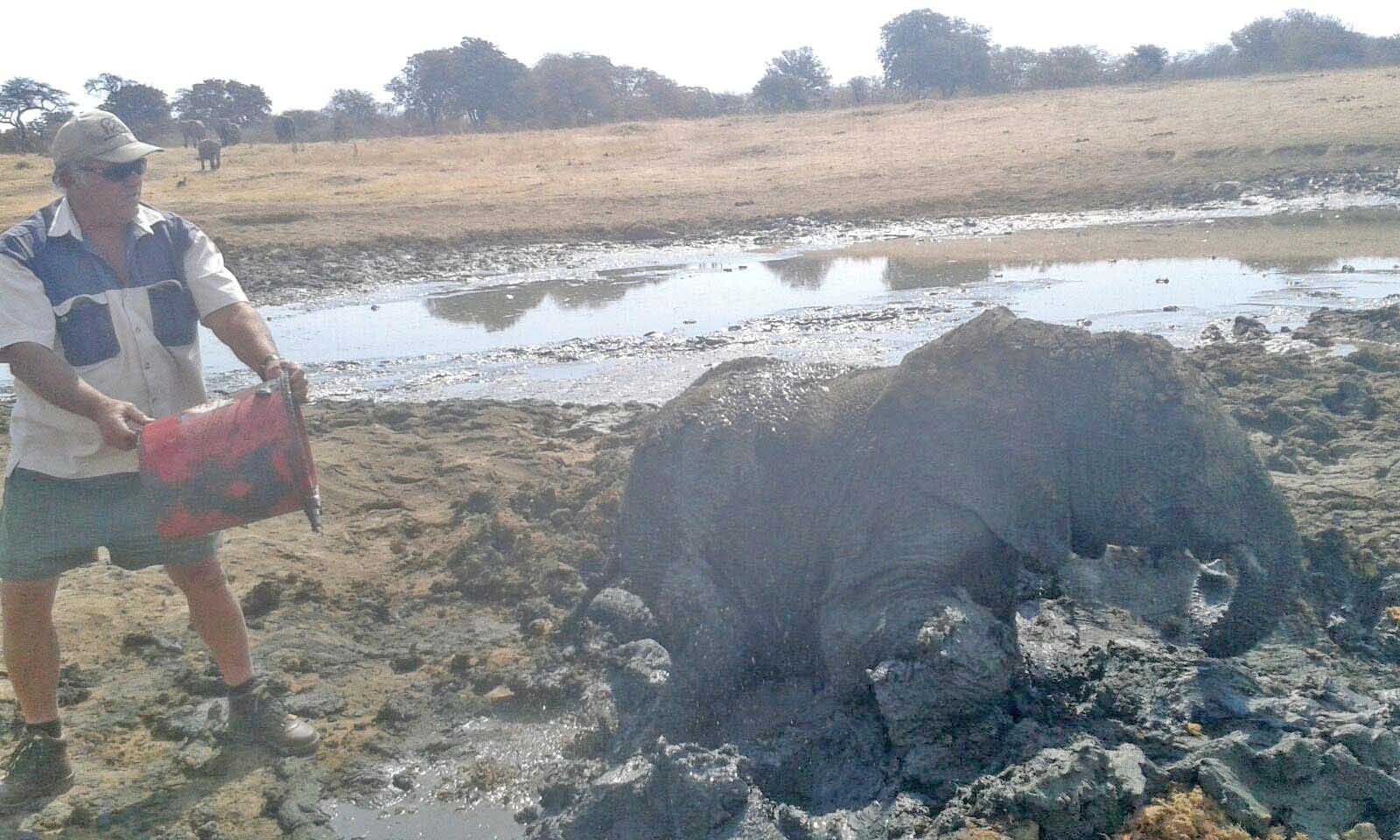 All in a Day’s Work Friends of Hwange Trust