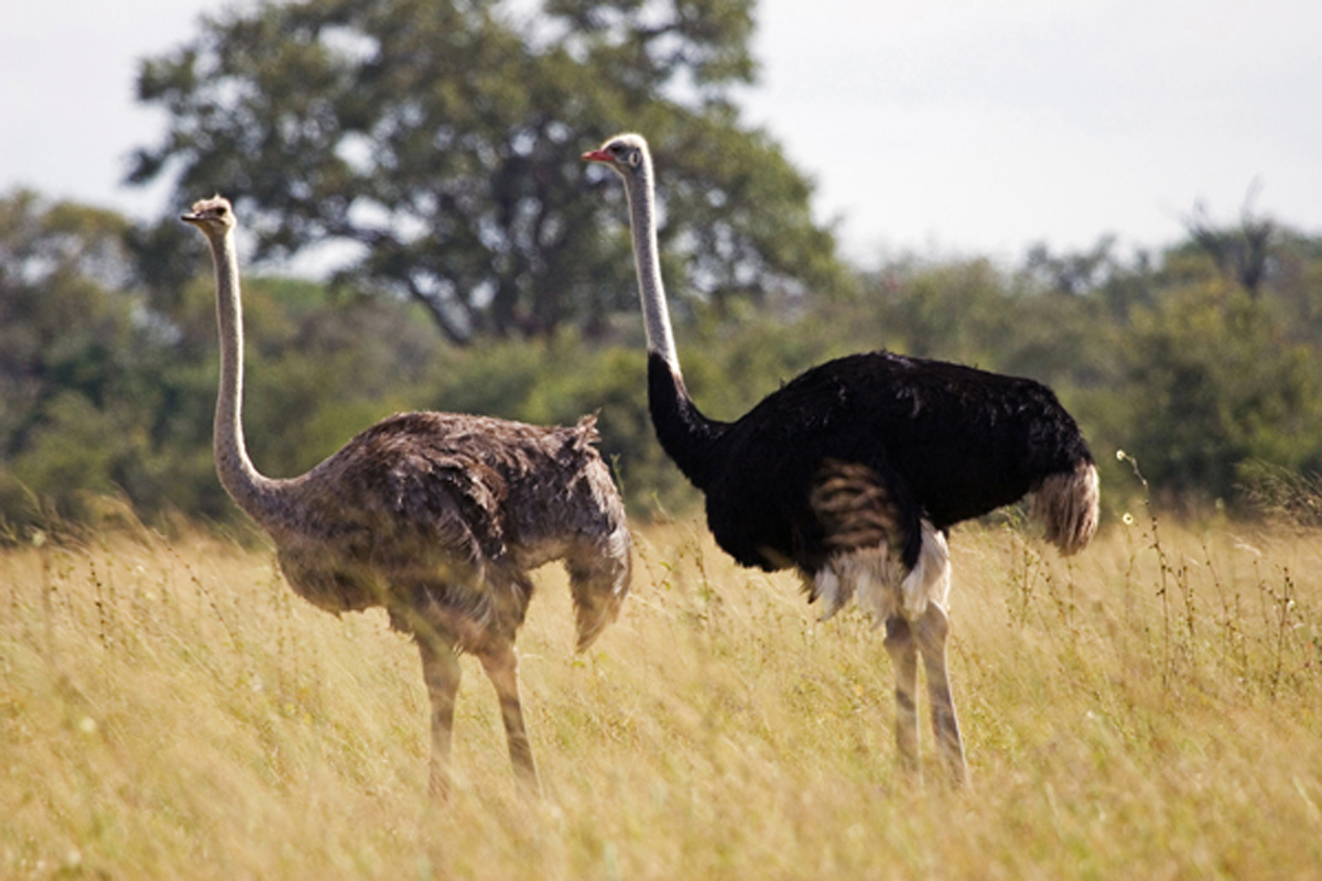 Ostrich Friends of Hwange Trust
