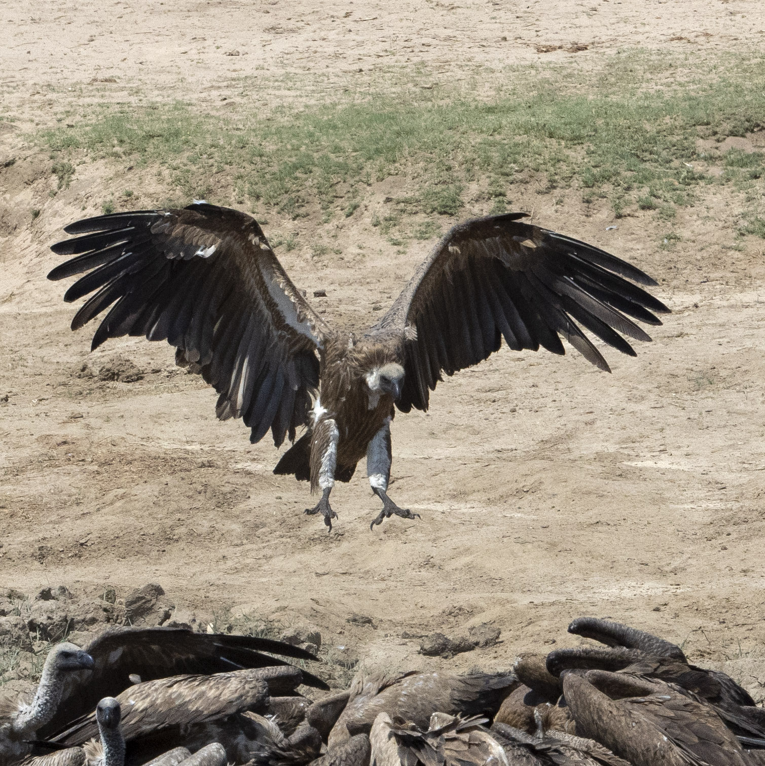 Saving African Vultures Friends of Hwange Trust
