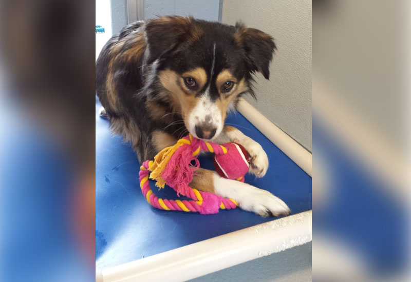 Jefferson City Animal Shelter petfinder