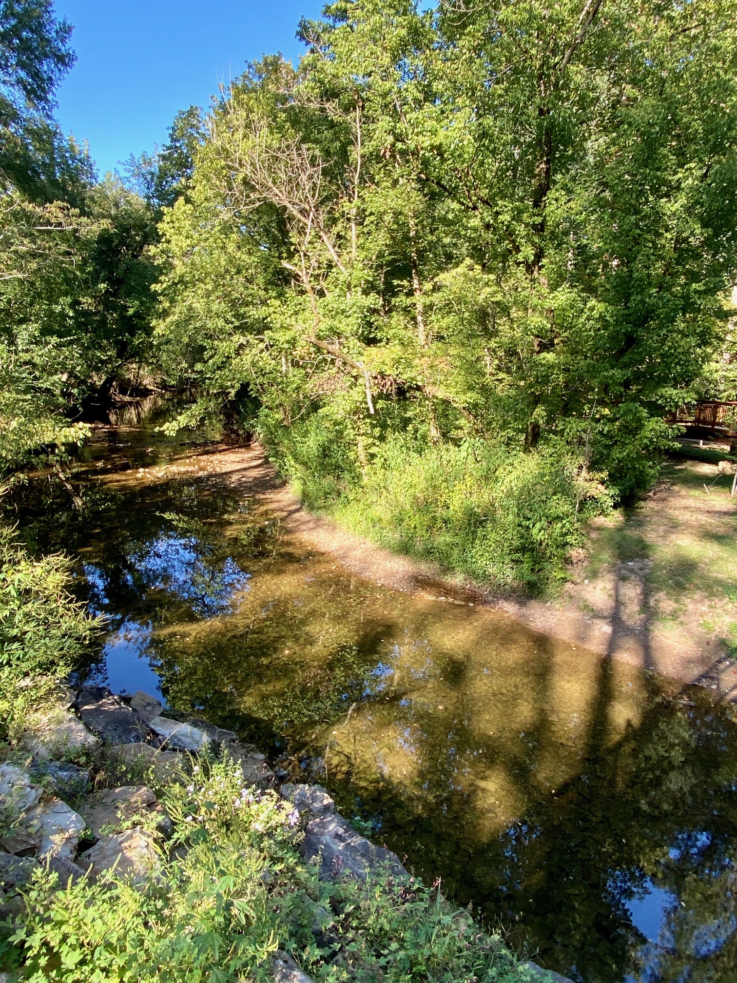 Landscape of Jemison Park Friends of Jemison Park
