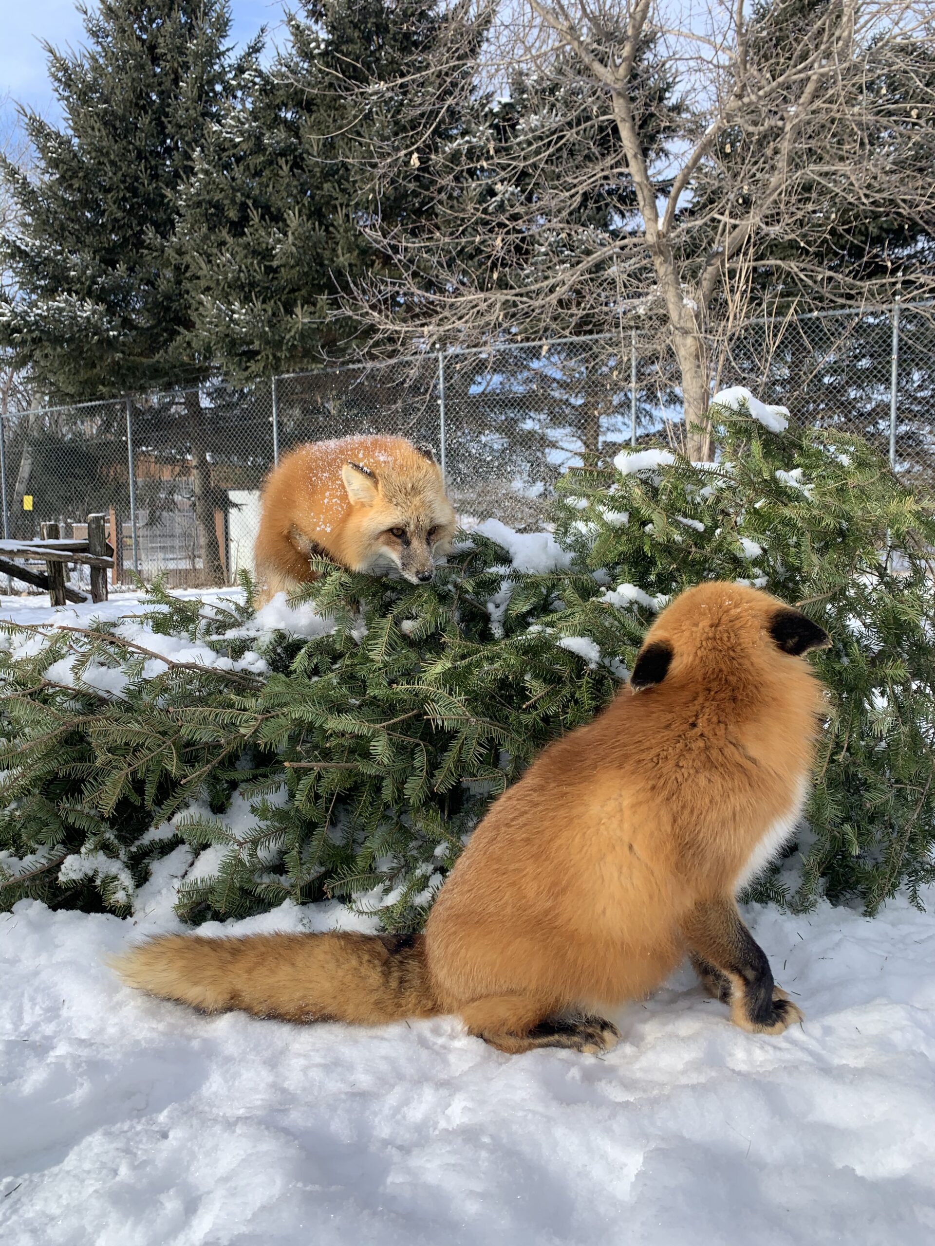 Christmas Trees for Wildlife Friends of MacKenzie Center
