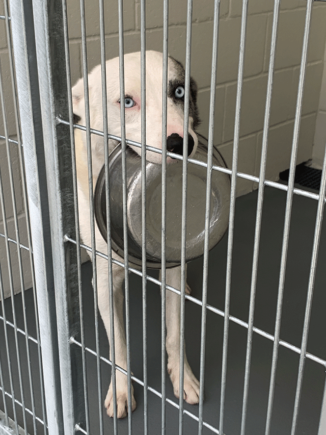 MARSHALL SHELTER Friends of Marshall Animals