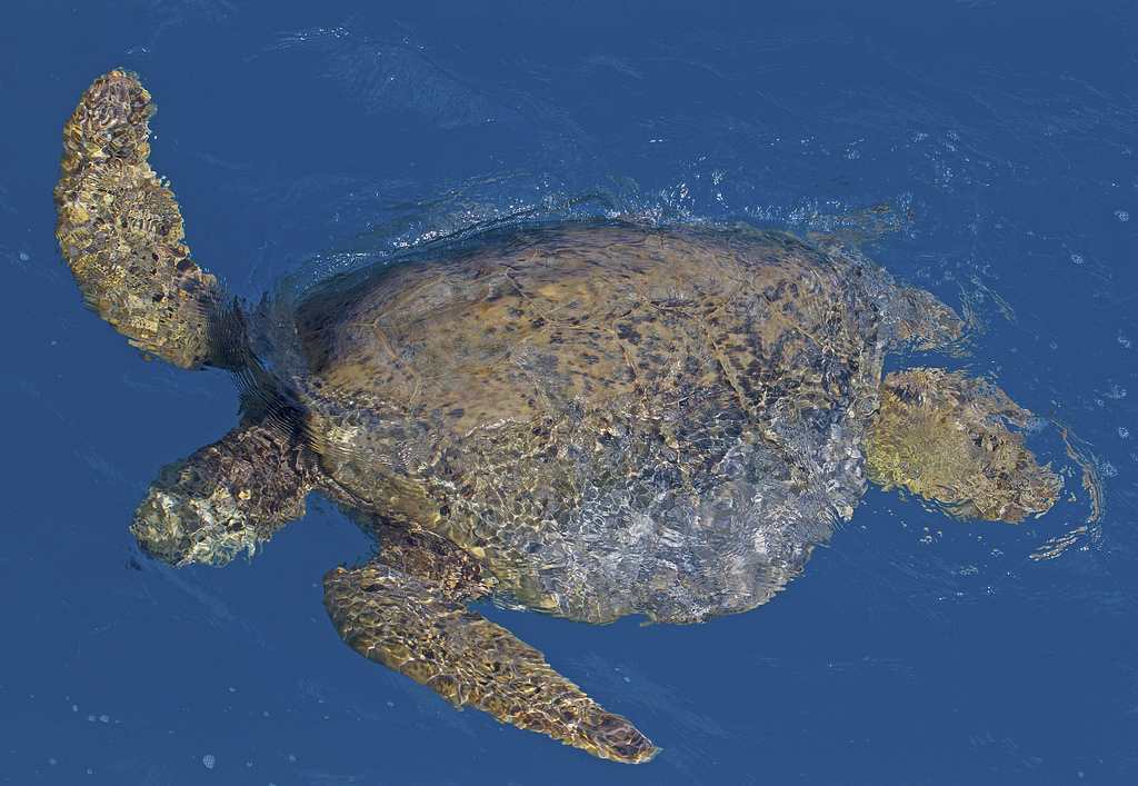 Green Sea Turtles