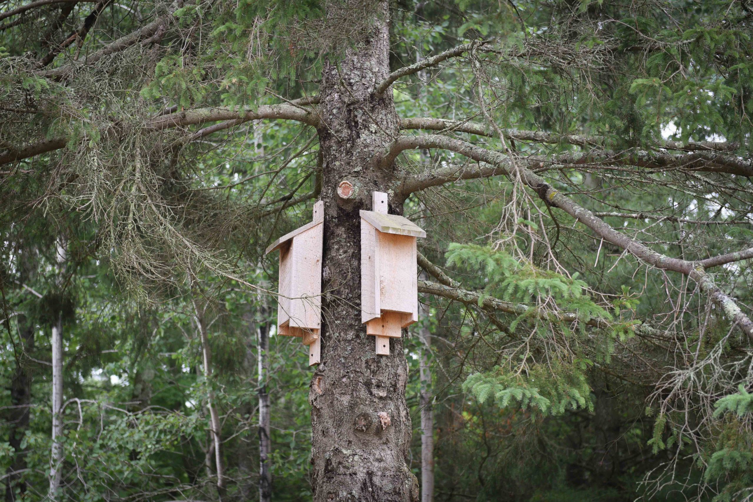 Bat Count Wisconsin Bat Monitoring Program Newport Wilderness Society