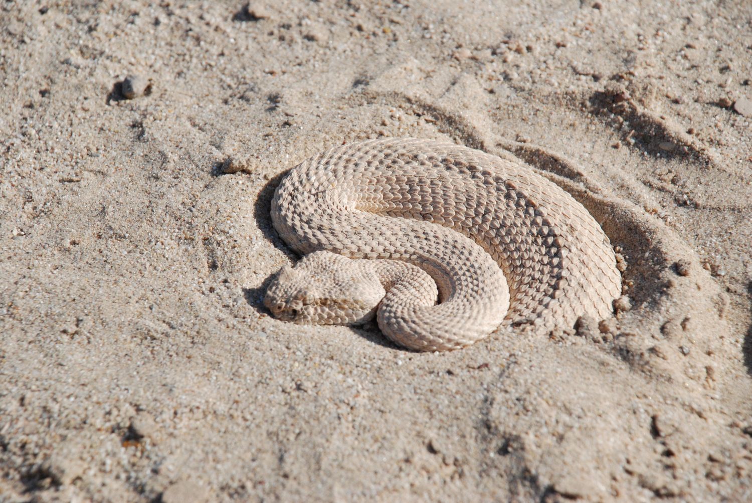 Desert Inhabitants Friends of Ocotillo Wells