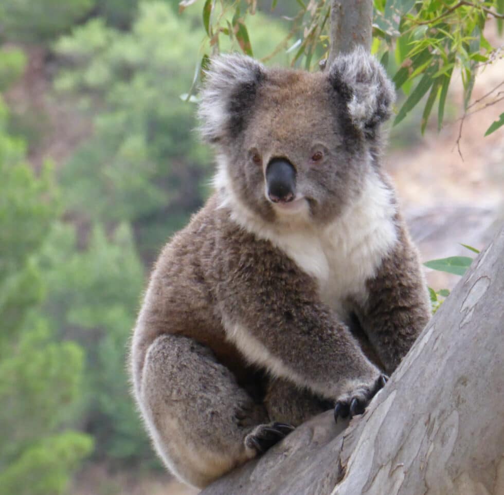 Would you like to Join the Big Koala Hunt in Belair National Park on