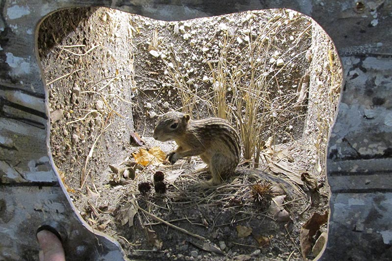 Prairie Underground Display ground squirrel Friends of Retzer