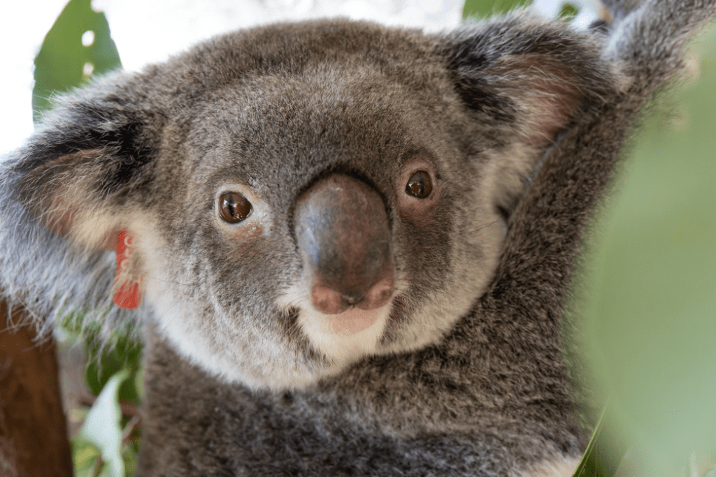 a member Friends of the Koala