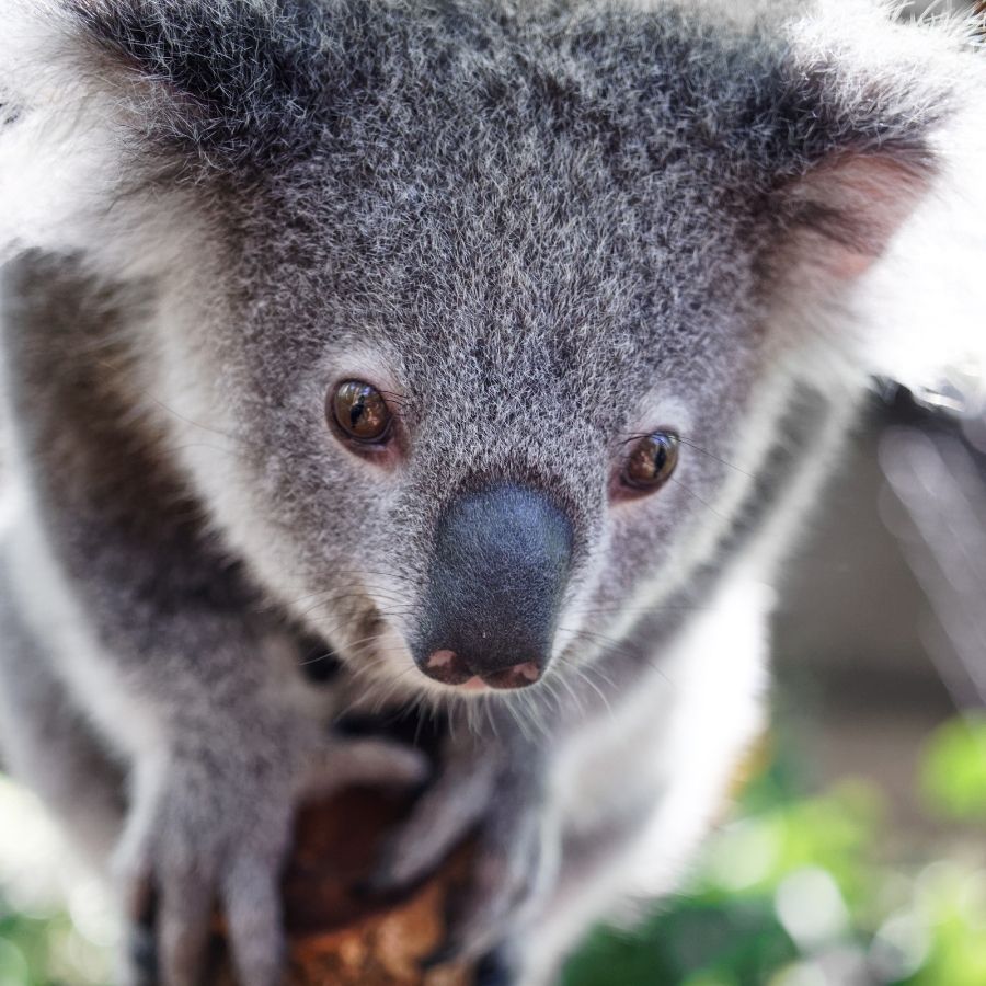 Adopt a koala Friends of the Koala