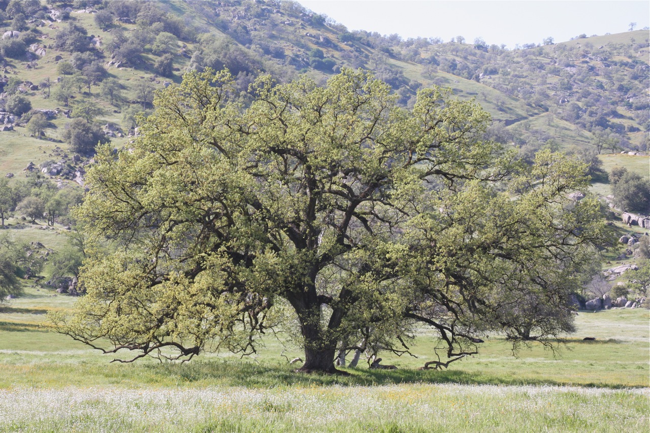 Valley Oak